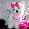 cute-and-adorable-home-trained-Maltese-puppies-