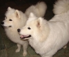 ADORADLE-WHITE-SAMOYED-PUPPIES-FOR-ADOPTION