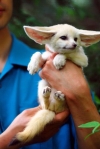Buy-Fennec-fox-Online-Kinkajou-for-sale-Available-Monkeys