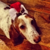 Two-sweet-basset-boys-need-a-home-